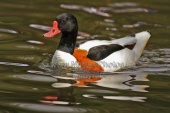 WildLife Photos of Birds, Geese, Ducks & others, Common Shelduck, Tadorna tadorna